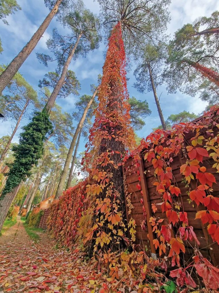Zdjęcie przedstawiające ogrodzenie i drzewo obrośnięte jesiennymi liśćmi