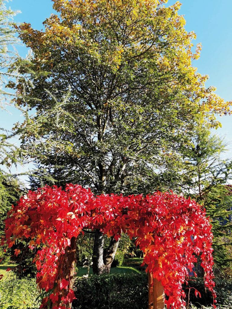 Zdjęcie przedstawiające drzewo z przejściem obrośniętym jesiennymi liśćmi na pierwszym planie
