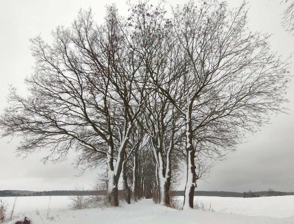 Fotografia konkursowa przedstawiająca drzewa zimą
