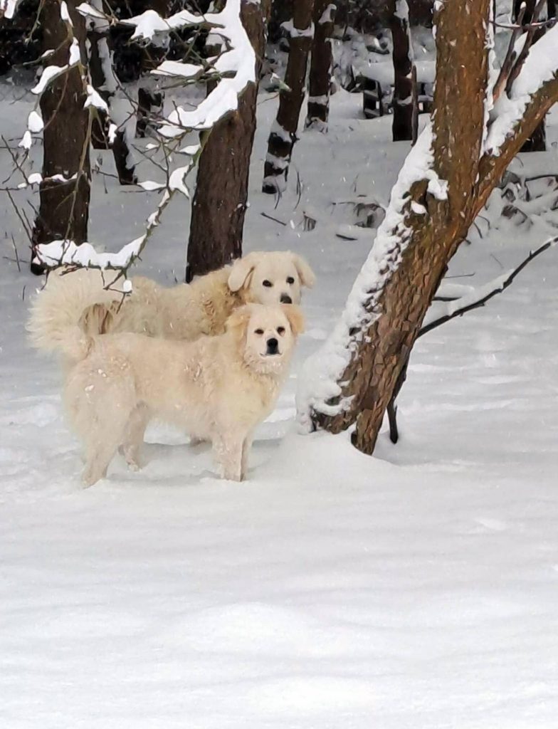 Fotografia konkursowa przedstawiająca dwa psy w zimowej scenerii
