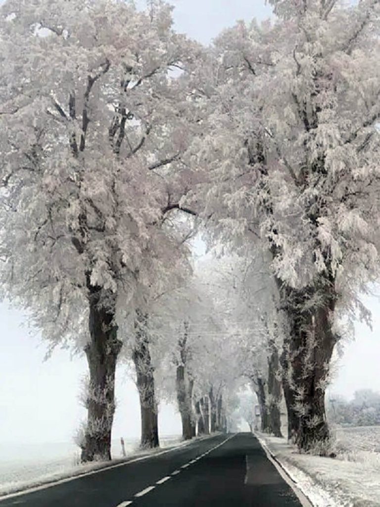Fotografia konkursowa przedstawiająca drogę, wzdłuż której znajdują się drzewa pokryte śniegiem