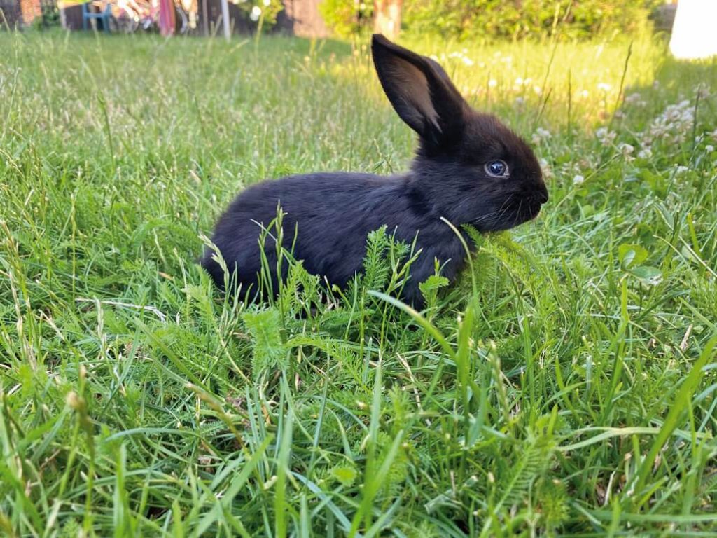 Fotografia konkursowa przedstawiająca czarnego królika na trawie