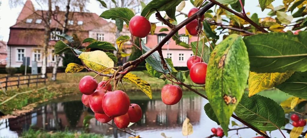 Zdjęcie konkursowe przedstawiające jabłoń z siedzibą Warsztatu Terapii Zajęciowej w Górkach w tle