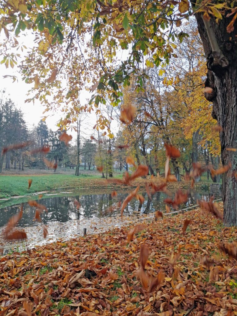 Zdjęcie konkursowe przedstawiające spadające liście ze stawem w tle