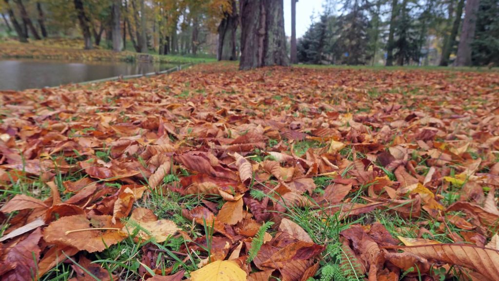 Zdjęcie konkursowe przedstawiające jesienne liście na trawie